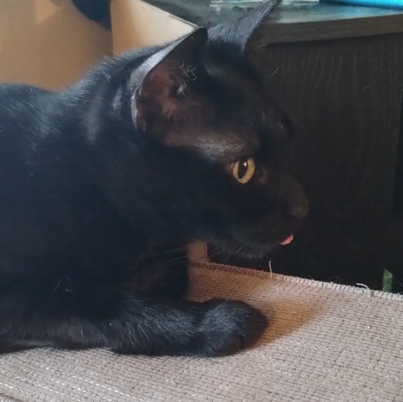 tobyrubycat2005